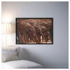 БЬЁРКСТА Картина с рамой, Африканские слоны, цвет алюминия