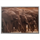 БЬЁРКСТА Картина с рамой, Африканские слоны, цвет алюминия