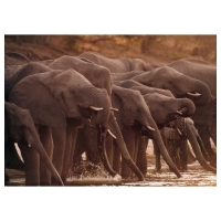 БЬЁРКСТА Картина, Африканские слоны
