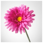 СМИККА Цветок искусственный, Гербера, розовый
