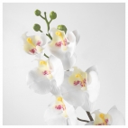 СМИККА Цветок искусственный, Орхидея, белый