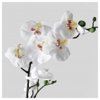 ФЕЙКА Искусственное растение в горшке, Орхидея белый