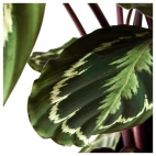 CALATHEA Растение в горшке, Калатея, различные растения