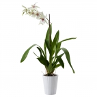 ORCHIDACEAE Растение в горшке, Орхидея, различные растения