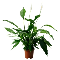 SPATHIPHYLLUM Растение в горшке, Спатифиллум