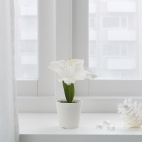 ВИНТЕРФЕСТ Искусственное растение и кашпо, Амариллис белый, 6 см