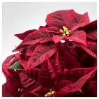 ВИНТЕРФЕСТ Искусственное растение в горшке, "Рождественская звезда" красный, 12 см