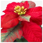 ВИНТЕРФЕСТ Искусственное растение в горшке, "Рождественская звезда" красный, 9 см